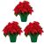 Expert Gardener 1.5QT Red Poinsettia (3 Count) Live Plants with Decorative Green Cover for Planter